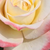 Geel - roze - Theehybriden - Athena®